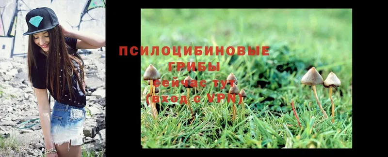 где купить наркоту  Ковров  Галлюциногенные грибы Magic Shrooms 